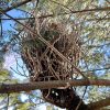 Witch's broom (photo contributed by Deborah Costine)